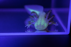 Ajolote albino GFP