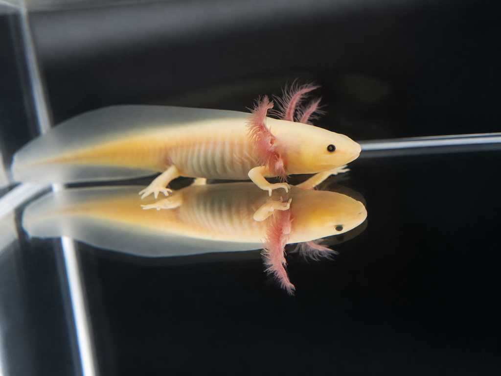 Axolote Leucístico GFP (Axolote Rosa Fluorescente)