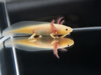 Axolote Leucístico GFP (Axolote Rosa Fluorescente)