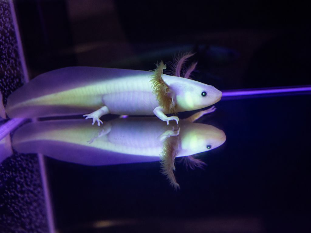 Axolote Leucístico GFP (Axolote Rosa Fluorescente)