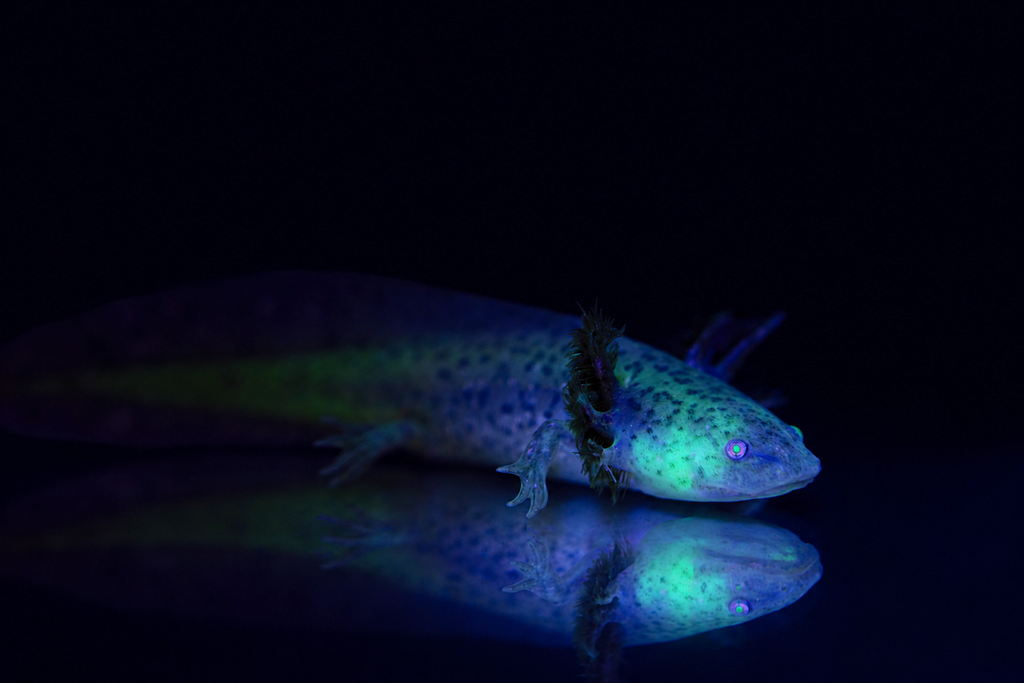 GFP Wild Type Axolotl (Green Glowing Axolotl)