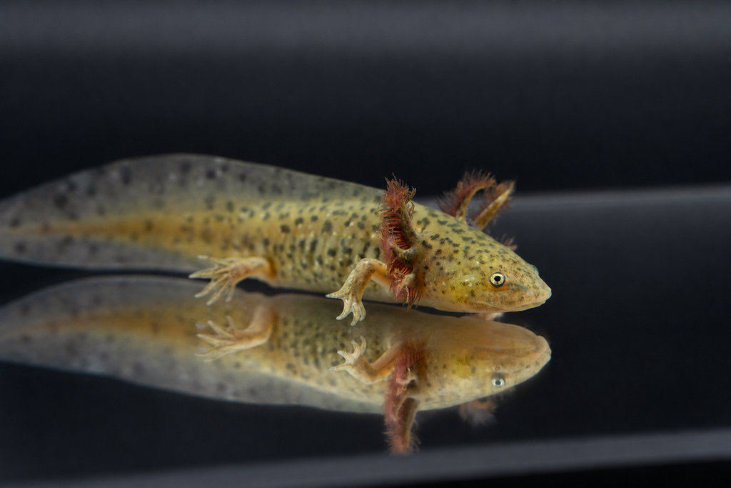GFP Wild Type Axolotl (Green Glowing Axolotl)