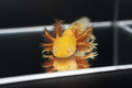 Ajolote albino dorado (ajolote amarillo)