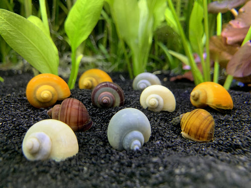 4 Mystery Snails (Pomacea bridgesii)
