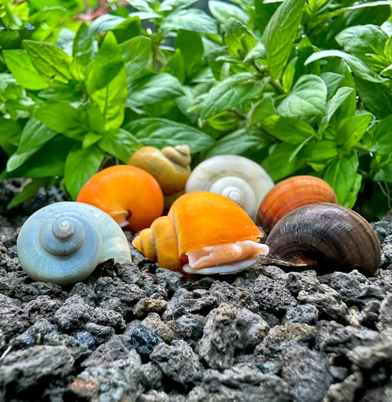 4 Mystery Snails (Pomacea bridgesii)