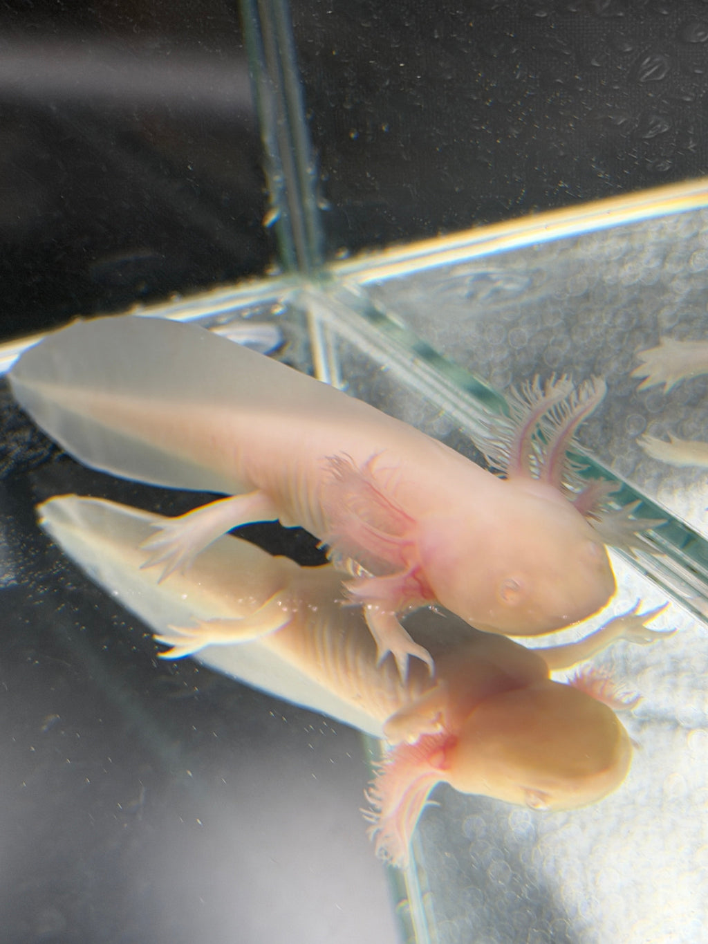 Pudding Pearlcrown — Ajolote albino rosa n.º 030