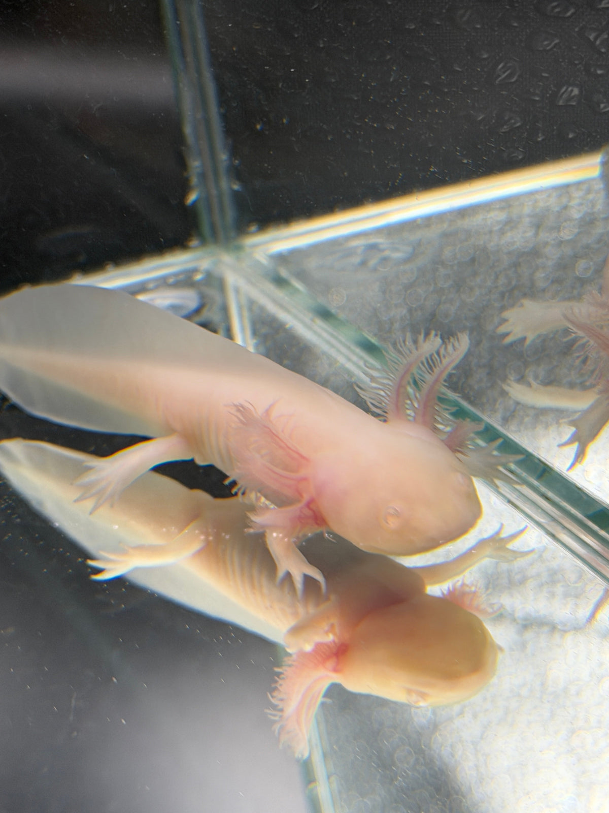 Pudding Pearlcrown — Pink Albino Axolotl #030
