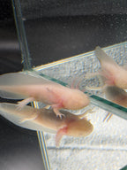 Pudding Pearlcrown — Ajolote albino rosa n.º 030