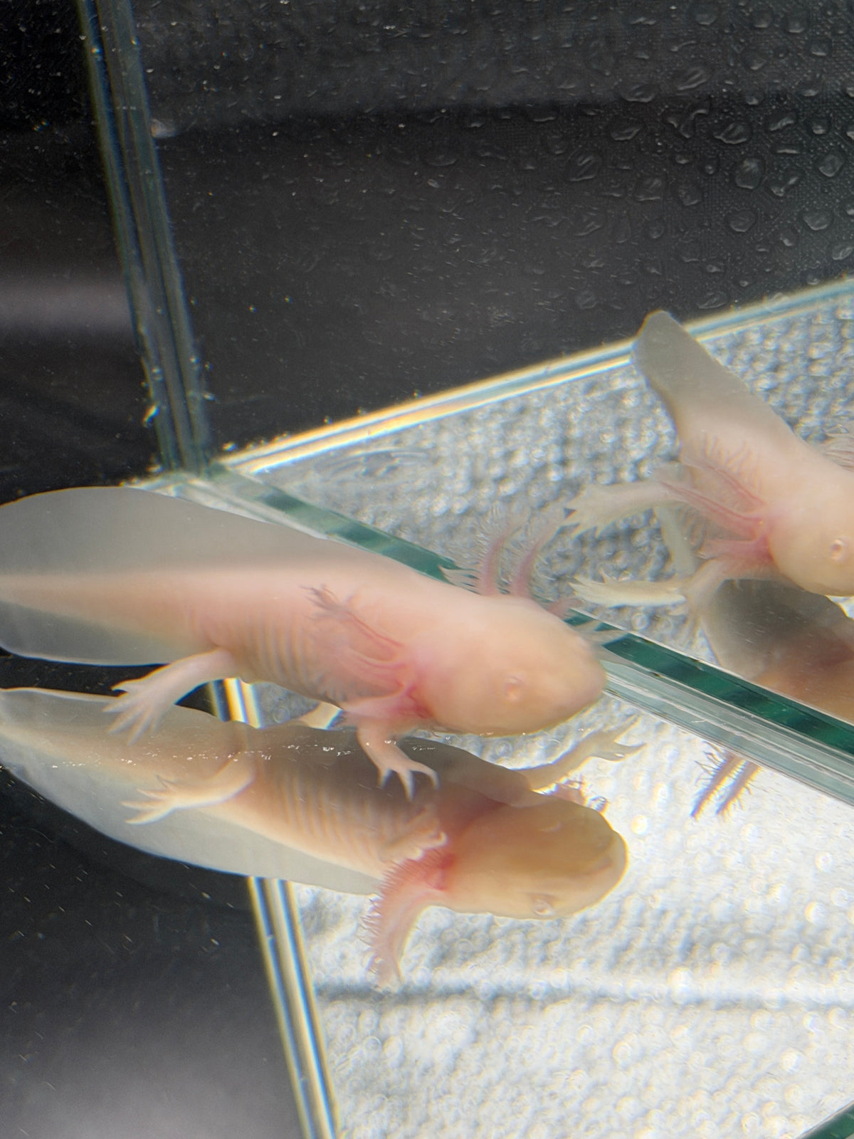 Pudding Pearlcrown — Pink Albino Axolotl #030