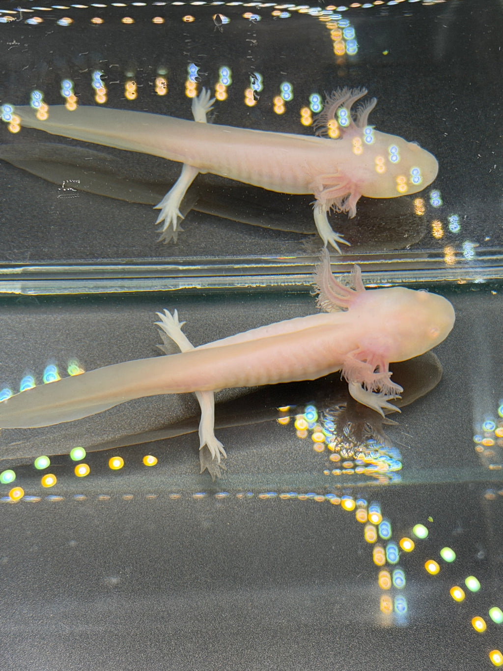 Pudding Pearlcrown — Ajolote albino rosa n.º 030