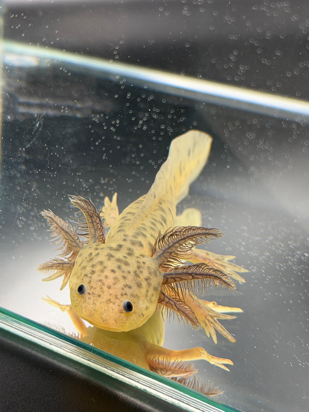 Willow Wandergill — GFP Wild Type Axolotl #023