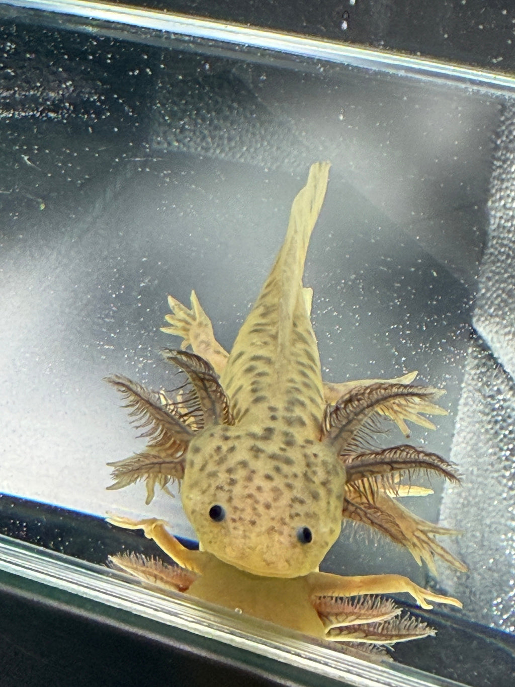 Willow Wandergill — GFP Wild Type Axolotl #023