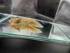 Willow Wandergill — GFP Wild Type Axolotl #023
