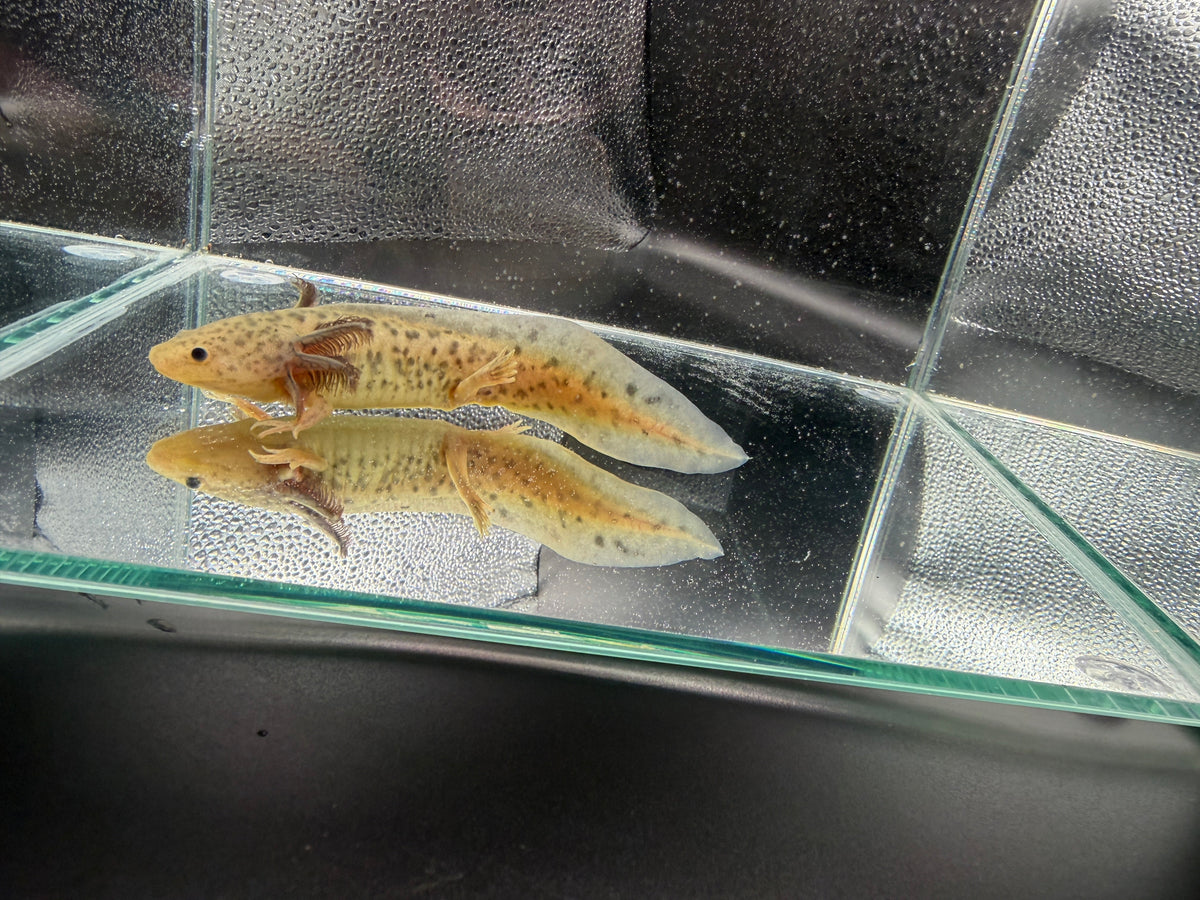 Willow Wandergill — GFP Wild Type Axolotl #023