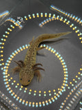 Willow Wandergill — GFP Wild Type Axolotl #023