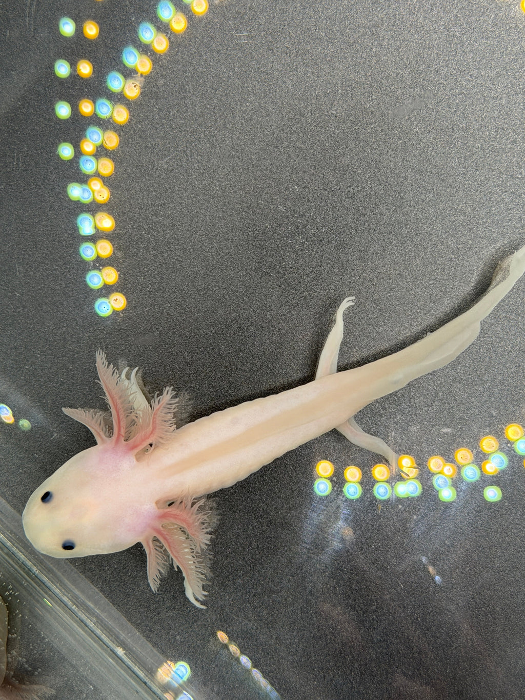 Pearl Petalwhisk — Leucistic Axolotl #004