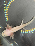 Pearl Petalwhisk — Leucistic Axolotl #004