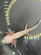 Pearl Petalwhisk — Leucistic Axolotl #004