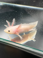 Pearl Petalwhisk — Leucistic Axolotl #004