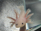 Pearl Petalwhisk — Leucistic Axolotl #004
