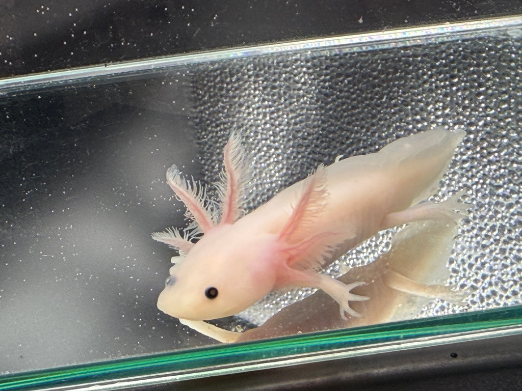 Pearl Petalwhisk — Leucistic Axolotl #004