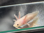 Pearl Petalwhisk — Leucistic Axolotl #004