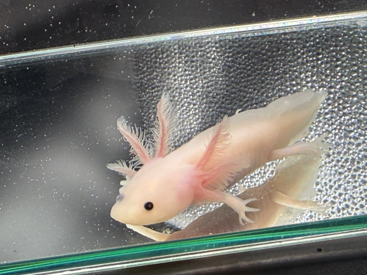 Pearl Petalwhisk — Leucistic Axolotl #004