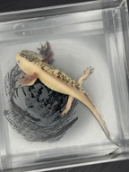 Split Mosaic Axolotl "Nova"