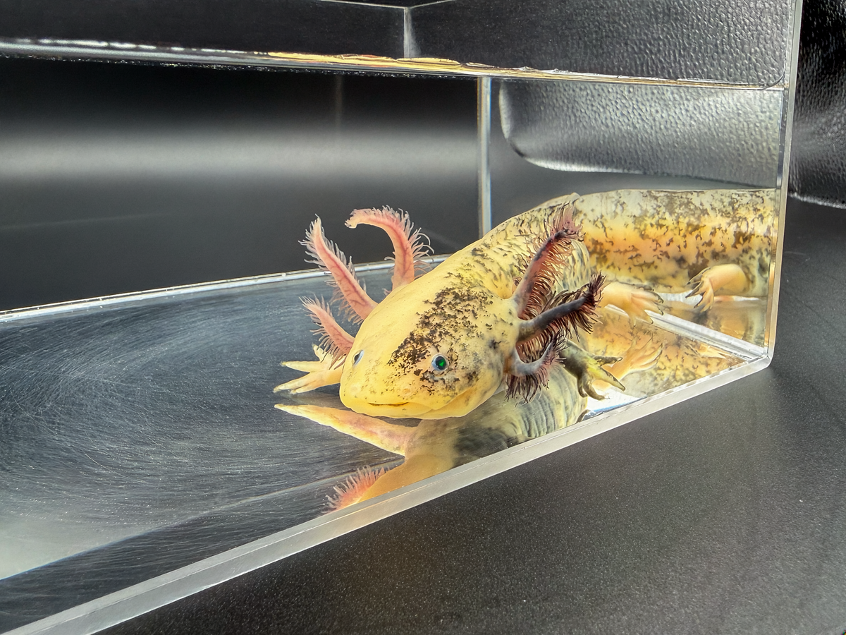 Split Mosaic Axolotl "Nova"