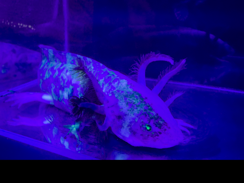 Split Mosaic Axolotl "Nova"