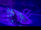 Split Mosaic Axolotl "Nova"