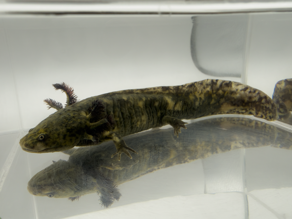 Mosaic Axolotl - "Hazy"