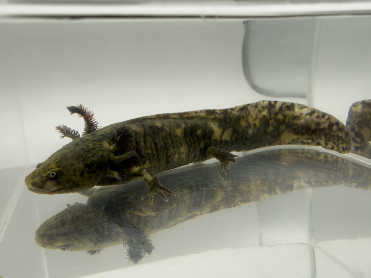 Mosaic Axolotl - "Hazy"