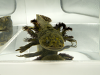 Mosaic Axolotl - "Hazy"