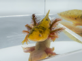 Mosaic Axolotl - "Butter Bean"