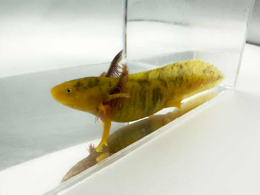 Mosaic Axolotl - "Butter Bean"