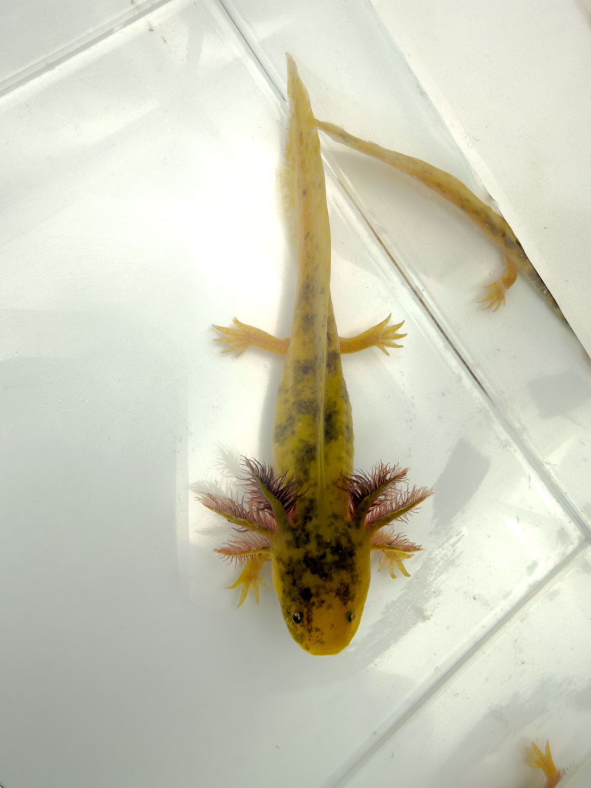 Mosaic Axolotl - "Butter Bean"