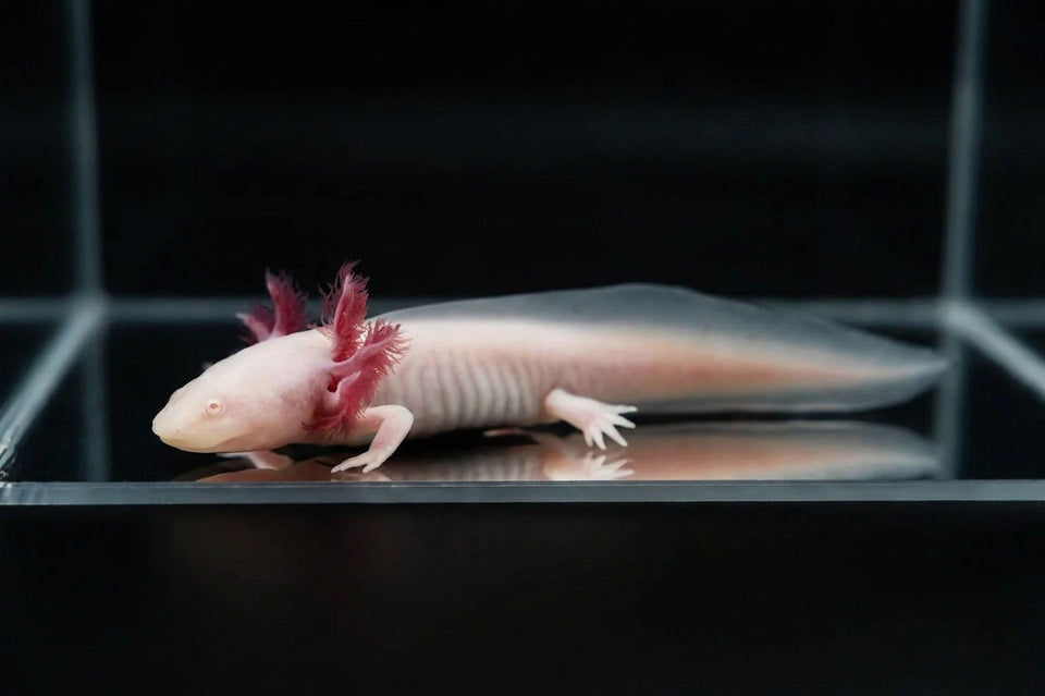 Ajolote Albino Rosado