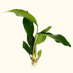 Anubias (Anubias barteri)