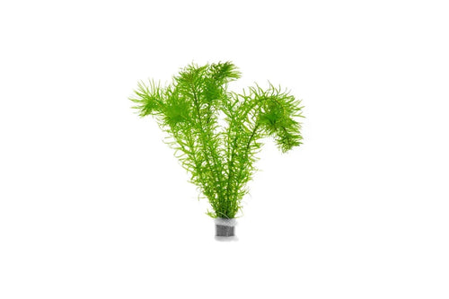 Anacaris (Egeria densa)