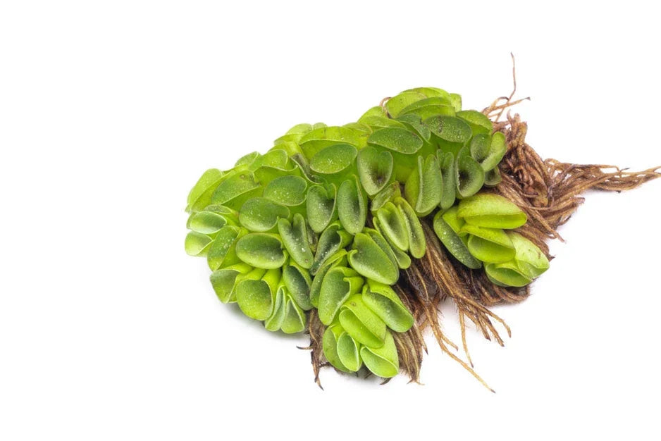 Salvinia Water Spangles