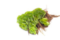 Salvinia Water Spangles