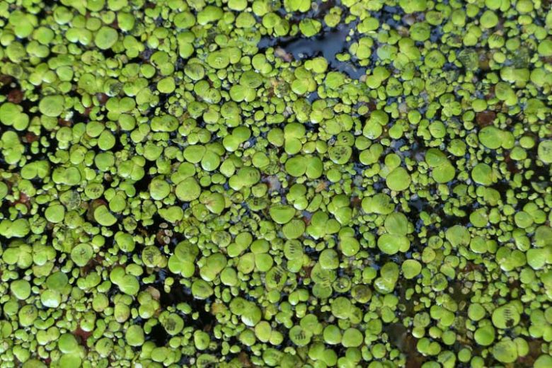 Giant Duckweed (Spirodela polyrhiza)