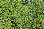 Giant Duckweed (Spirodela polyrhiza)