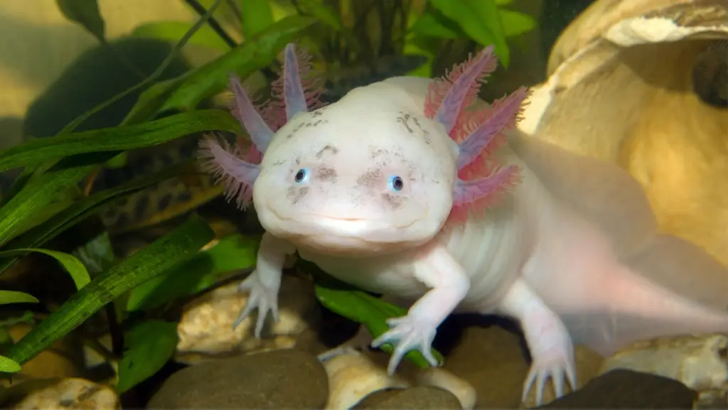 Why Do Axolotls Eat Their Own Eggs?