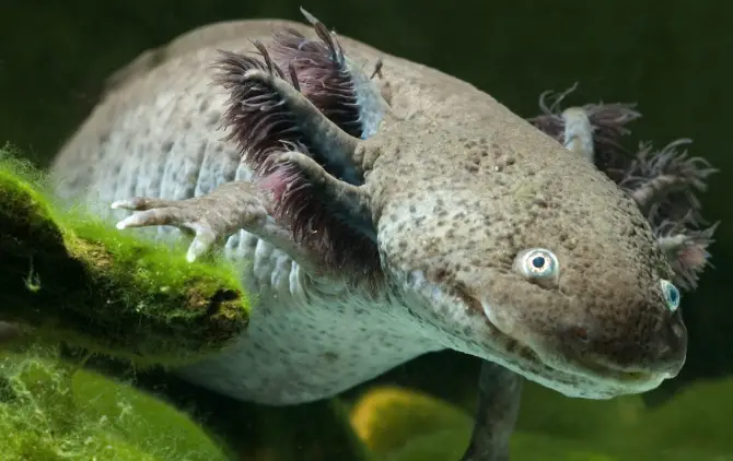 Pueden Los Axolotl Ser Mantenidos En Un Tanque Sin Sustrato