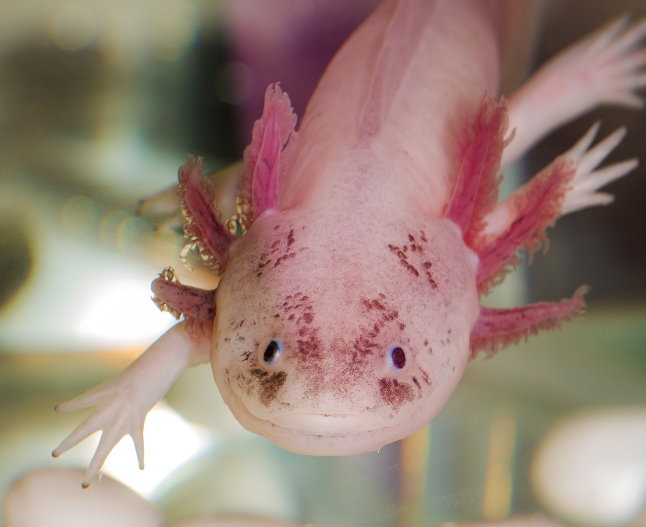 Parasitäre Infektionen bei Axolotls – Wissenswertes
