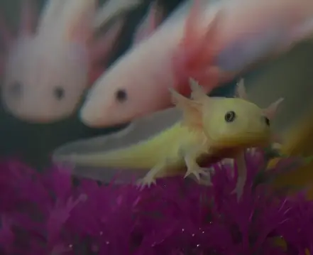 Wie man bakterielle Infektionen in Axolotl-Tanks verhindert