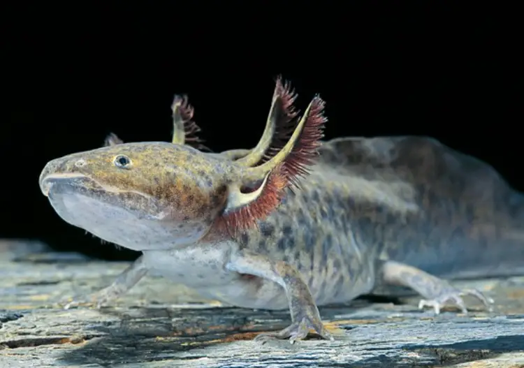 Quelle est la taille maximale d'un axolotl?