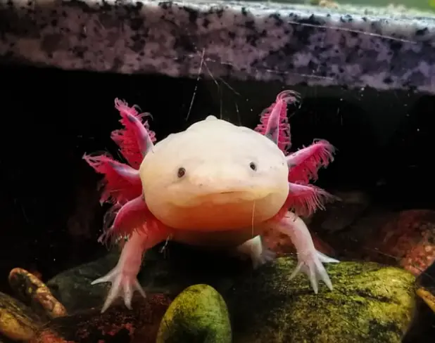 What Are Parasitic Infections In Axolotls?